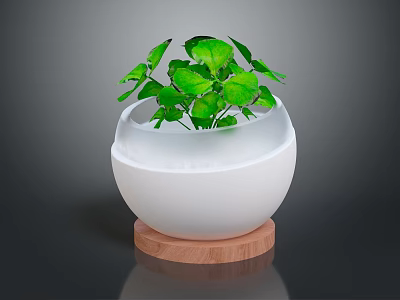 Lush Green Leafy Plant in White Ceramic Pot with Wooden Base 3d model