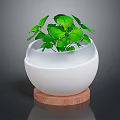 Lush Green Leafy Plant in White Ceramic Pot with Wooden Base