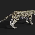 Realistic Spotted Leopard Standing With Open Mouth On Black Background 3d model
