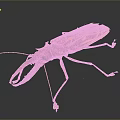 Colorful Beetle With Red And Yellow Stripes And Large Mandibles On Black Background