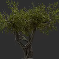 Natural Lush Green Arbor With Thick Textured Trunk And Leafy Branches