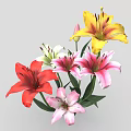 Colorful Lily Flowers Red White Pink Yellow Blooming Fresh Beautiful Garden Plants