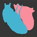 3D Heart Organ Model with Hair Like Fibers in Blue and Pink Segments