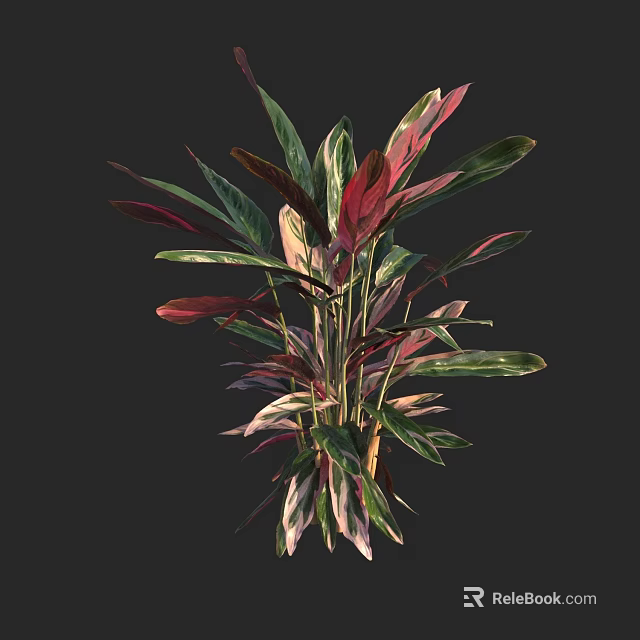Colorful Tropical Plant with Red Green Purple Broad Leafy Foliage and Beautiful Lush Appearance 3d model 