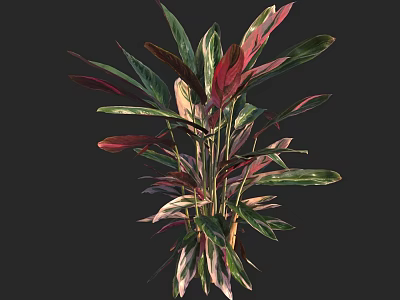 Colorful Tropical Plant with Red Green Purple Broad Leafy Foliage and Beautiful Lush Appearance 3d model
