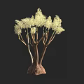 Lush Arbor With Multiple Trunks Pale Foliage And Visible Root Base
