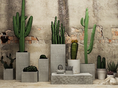 Plant Cactus Flower Potted Old Wall Damaged Wall Cactus Ball Fleshy Green Plants model