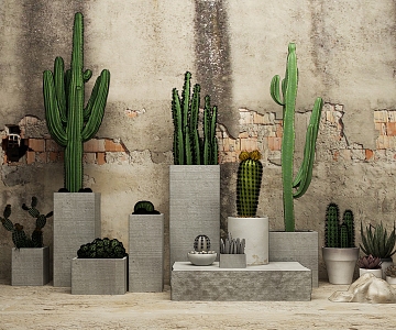 Plant Cactus Flower Potted Old Wall Damaged Wall Cactus Ball Fleshy Green Plants 3d model