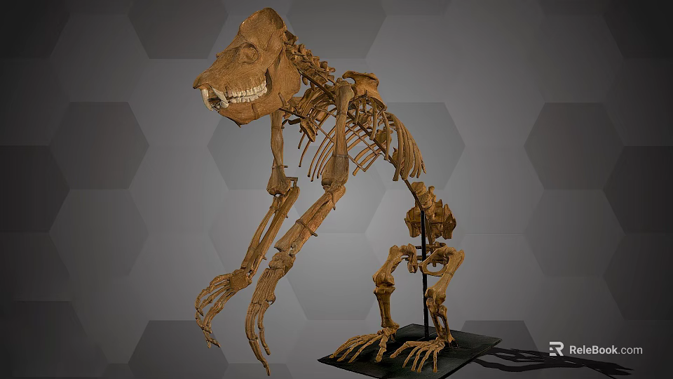 Skeleton Of Large Prehistoric Animal With Sharp Teeth And Long Limbs On 3d model 