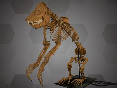 Modern Specimen Giant Lemur Skeleton Specimen 3d model