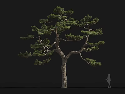 Tall Pine Tree With Lush Green Branches And Thick Trunk Against Black Background 3d model