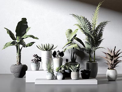 Modern Bonsai and Potted Plants Display With Various Planters On White Stand In Bright Interior 3d model