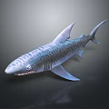 Striped Tiger Shark With Sharp Teeth And Gray Blue Skin In Dark Background