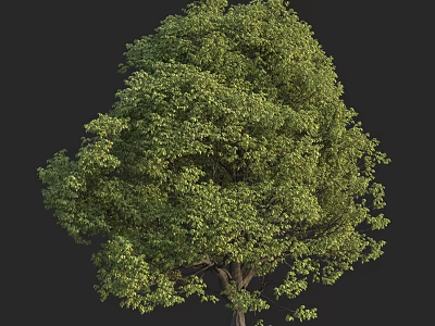 Lush Green Arbor With Dense Foliage And Strong Trunk Structure 3d model