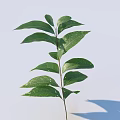 Fresh Green Plant Sprig With Multiple Leaves On Light Blue Background And Shadow