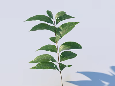 Fresh Green Plant Sprig With Multiple Leaves On Light Blue Background And Shadow 3d model