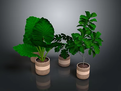 Green Leafy Indoor Plants in Striped Ceramic Pots for Home Decoration 3d model