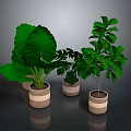 Green Leafy Indoor Plants in Striped Ceramic Pots for Home Decoration