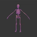 Human Skeleton Anatomical Model Demonstrating Bone Structure Without Organs And Hair 3d model