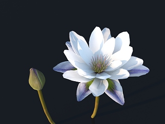 flower wild flower green plant flower 3d model