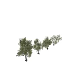 Arbor Trees in Different Sizes with Lush Foliage and Human Figure for Scale 3d model