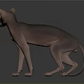 Standing Sphynx Cat With Hairless Body And Slender Build On Dark Background With Reflection