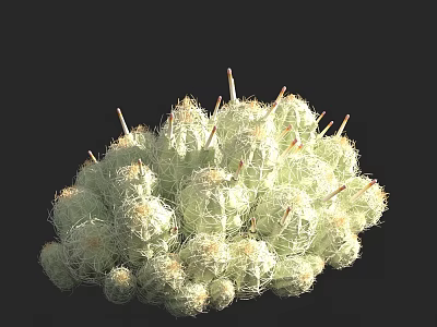 Clustered Small Round Spiny Green Succulent Bonsai Plant In Pot 3d model