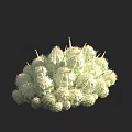 Clustered Small Round Spiny Green Succulent Bonsai Plant In Pot