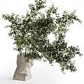 Lush Green Bonsai Potted Plants With Leafy Branches And Simple White Planters