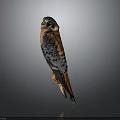 American Kestrel Bird Standing Isolated On Gray Background With Colorful Feathers