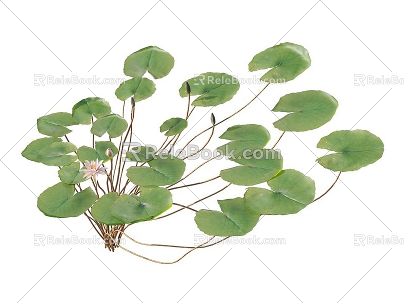 lotus water lily flower white water lily lotus water lotus lotus lotus lotus flower lotus lotus flower lotus flower water cheese floating plants aquatic plants algae aquatic plants 3d model