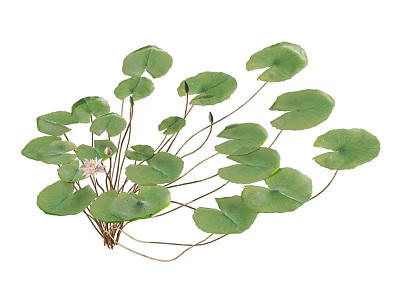 Aquatic Plants Featuring Fresh Green Round Leaves And Slender Stems Growing Together 3d model
