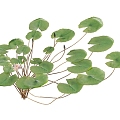 lotus water lily flower white water lily lotus water lotus lotus lotus lotus flower lotus lotus flower lotus flower water cheese floating plants aquatic plants algae aquatic plants 3d model