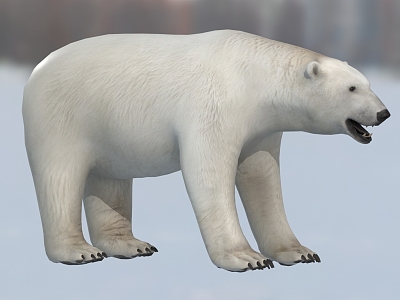 polar bear white bear animal creature model