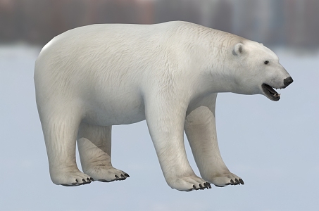 polar bear white bear animal creature 3d model