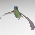 Vibrant Hummingbird With Blue Head Green Body Purple Wings And Tail Flying