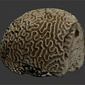 Tan Brain Coral With Intricate Patterns And Detailed Texture On Dark Background