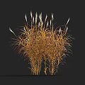 Golden Orange Ornamental Grass With Tall Feathery Plumes For Garden Landscaping