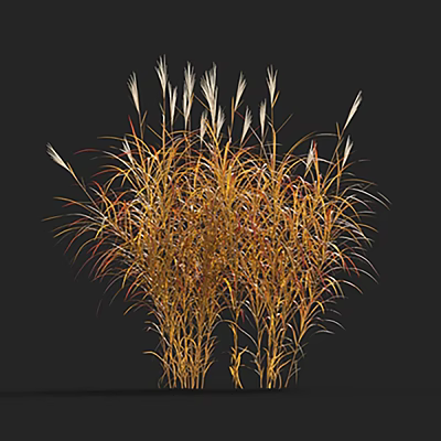 Golden Orange Ornamental Grass With Tall Feathery Plumes For Garden Landscaping 3d model
