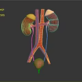 Abdominal Organs 3D Illustration Showing Kidneys Adrenal Glands Ureters Bladder And Vessels