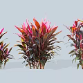 Colorful Ornamental Shrubs With Red And Purple Leaves In Different Sizes For Garden Decoration