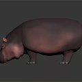 Realistic Pink Hippopotamus 3D Rendered Model With Dark Background And Reflection 3d model