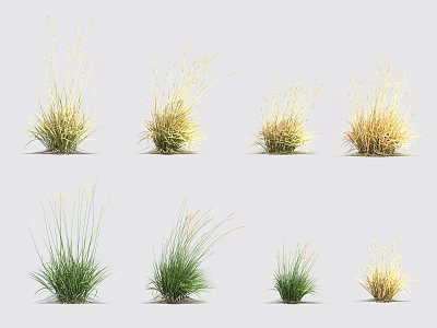 Various Types of Decorative Garden Grass in Green and Yellow Colors for Landscaping Design 3d model