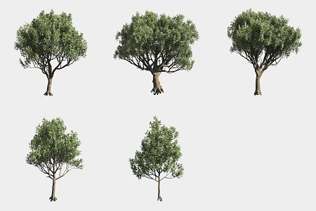 carob tree landscape tree italian plant 3d model