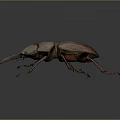 Reddish Brown Beetle with Large Mandibles and Slender Legs on Gray Background 3d model