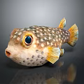 Spotted Pufferfish With Large Eyes And Yellow Fins On Reflective Surface