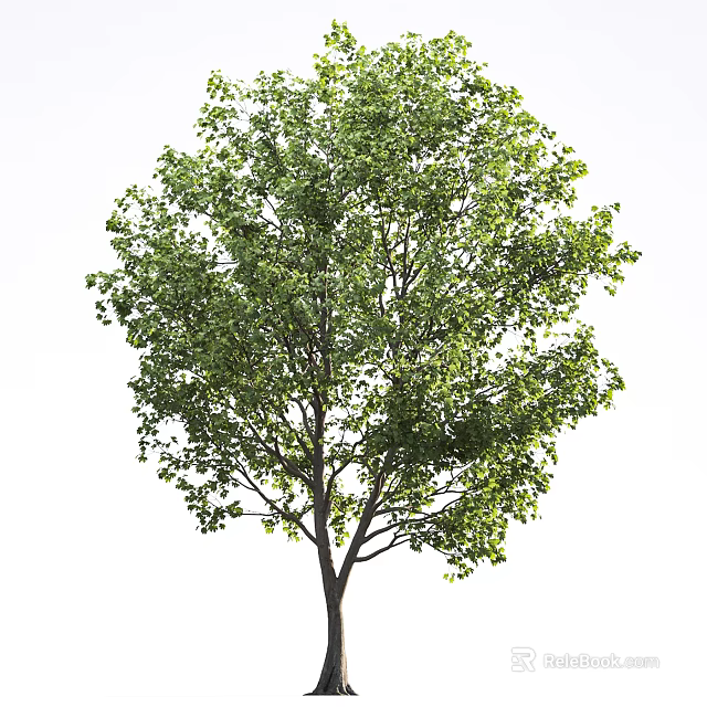 Lush Green Arbor With Dense Foliage And Strong Trunk Isolated On White Background 3d model 