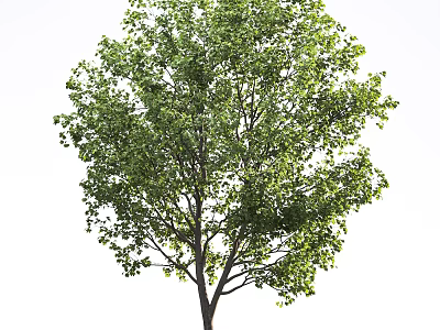 Lush Green Arbor With Dense Foliage And Strong Trunk Isolated On White Background 3d model