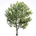 Lush Green Arbor With Dense Foliage And Strong Trunk Isolated On White Background