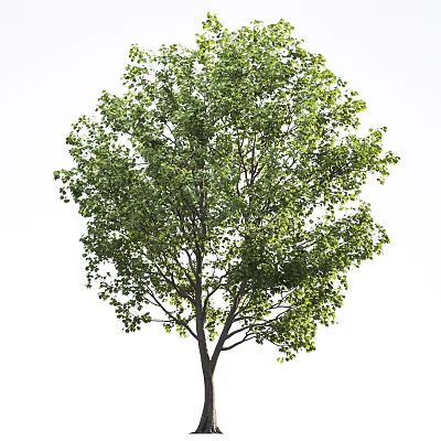 Lush Green Arbor With Dense Foliage And Strong Trunk Isolated On White Background 3d model